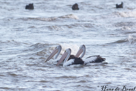 Australische pelikanen